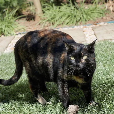 Bed & Breakfast Casa Apollo Faro